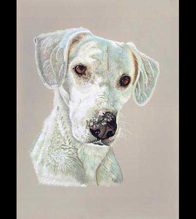 Pet Portrait