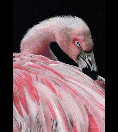 Wildlife Pastels