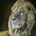 LIONHEART 