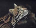 CLOUDED LEOPARD