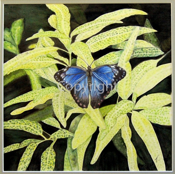 blue morpho 16 x 16 framed £200.jpg