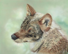 EURASIAN WOLF