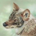 EURASIAN WOLF