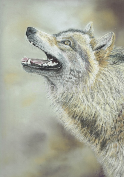 CCI19042018_0002 WOLF BLOG.jpg