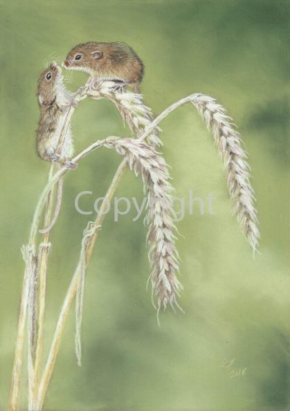 CCI12042018 hARVEST MICE BLOG.jpg