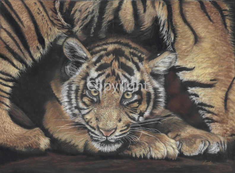 Tiger Cub.psd B.jpg SML.jpg