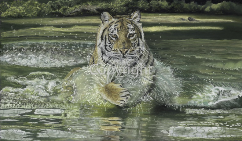 Tiger in Lake