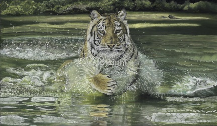 Tiger in Lake