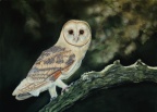 BARN OWL 